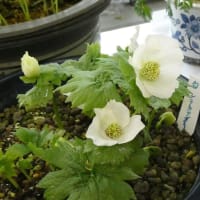 山野草展に