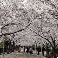 桜🌸