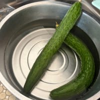 グリーンカーテンの様子