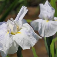 ときがわ花菖蒲園