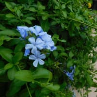 7月12日 今日の写真 花 と 平凡な朝    ・ オオタニ32号本塁打が