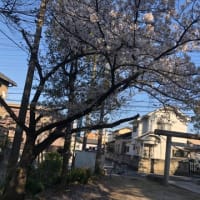 地域巡り　神社の桜