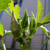 オクラの栽培’23 サヨナラまた来年