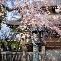桜暦2023【本覚寺】早くも本覚寺の枝垂れ桜が綺麗です