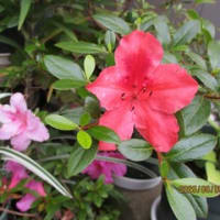 入梅直前のわが家の花々
