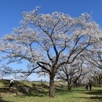 ソメイヨシノ狩り　岩手県立御所湖広域公園　雫石川園地の桜並木（4）まだまだ続く桜のトンネル