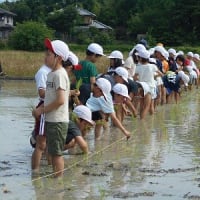2025.6.25　田植え（３年生）