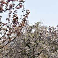 舎人公園　一面のネモフィアと八重桜　　　10
