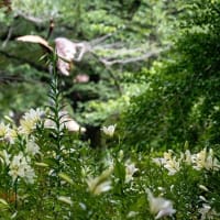 紫陽花とゆり、白の彩り。