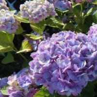 田舎へ　６月　⑤