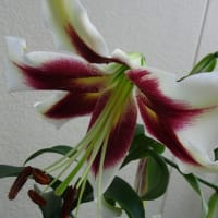 庭の花