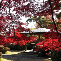 大宮公園の紅葉