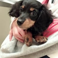 名前はうに。