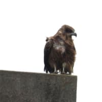 散歩道のカワウ・ミサゴ・・・2025年6月