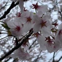 桜を見ながら【エフシャープ】でモーニング