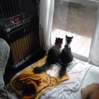 2013-01-18 更新できず…