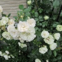 牡丹～薔薇の花