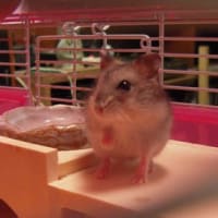 キョロキョロ　ごはんどこー？