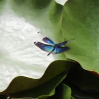 睡蓮の花咲く池で翔回るチョウトンボ