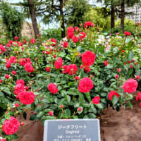 薔薇と遊ぶ