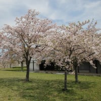赤穂城跡の桜②