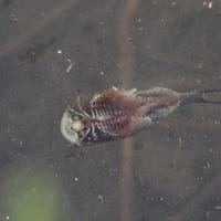 時は移ろい　世の中変わり果て