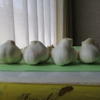 にんにくの晴れ姿～!(^^)!