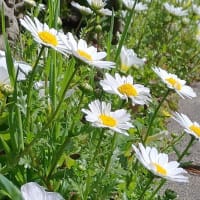小次郎と冬の草花－ノースポール（寒白菊）－