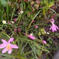 庭の花