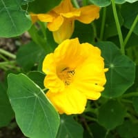 庭で咲く花
