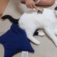 我が家のキャットフード〜猫餌の話〜