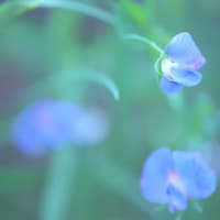スイートピー・アズレウスのお花と..空との交信 。。。
