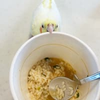 酔鯨 純米大吟醸 素（しろ）720ml【限定新発売】