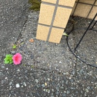 臨時休診のお知らせ　　筑紫野市原田のりこキッズマム歯科医院