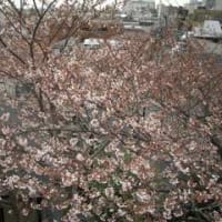 空一ぱいの桜
