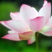 蓮の花との出会い