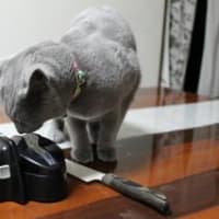 ニャンダこれ？