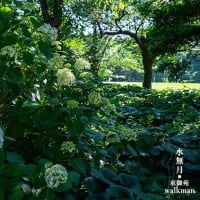 水無月、彩々。