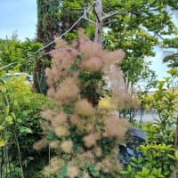 フォックスフェイスの芽がでた！