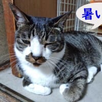  7月4日（金）猛暑で吐き気が止まらない
