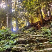 放置竹林問題を解決するヒーローは、牛や豚（モ～、ブヒ〜）！？