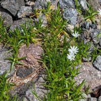 今年の高山植物など。