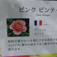 パシフィコ横浜　『横浜フラワー＆ガーデンフェスティバル』花見本