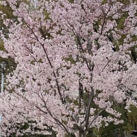 お散歩がてらのお花見