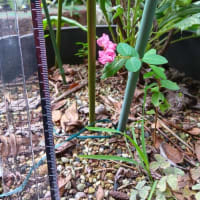 実生の百日紅　ちっちゃいのに花が咲いてる