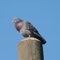 都市公園にカラスバト？