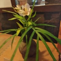 やったー4連勝だ！こんな事初めてだ～
