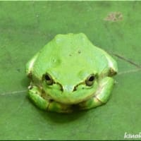 テントウムシと・・・。