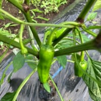 朝の畑仕事