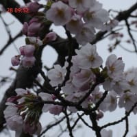 松江での桜の開花。